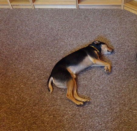 dog laying on carpet